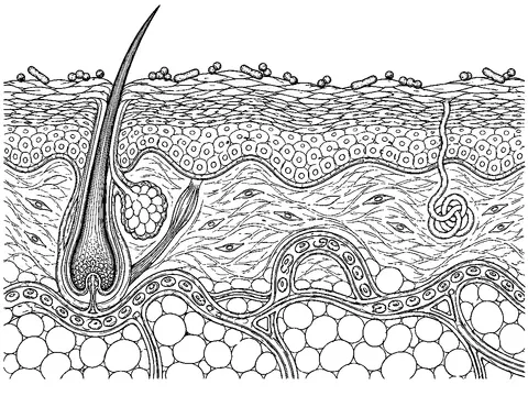 Outer layers of intact skin separate surface microbes from living tissue beneath.