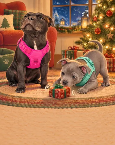 Molly and Stanley were two inseparable Staffies and the very best of friends. Molly was sensible and protective, while…