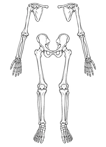 Page 11 of The Complete Human Anatomy Coloring Book