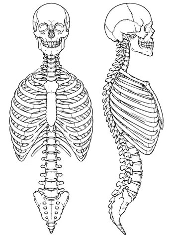 Page 9 of The Complete Human Anatomy Coloring Book